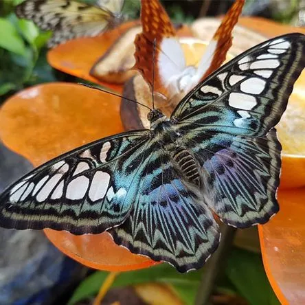 Allgäuer Schmetterling Erlebniswelt