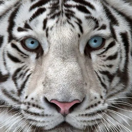 Titelbild zur Veranstaltung Die Tigergeschichte - nach Dario Fo