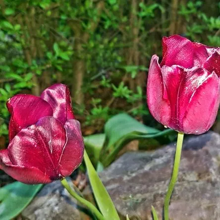 Titelbild zur Veranstaltung "Das Lied von Ei und Feuer" am 02.04.26