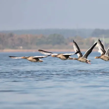 Titelbild zur Veranstaltung Havel-Schiffstour 26.04.2026