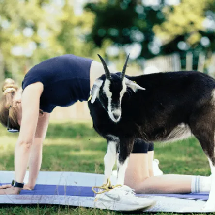 Titelbild zur Veranstaltung Early Bird Dauerkarte Yoga