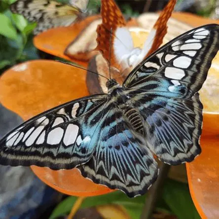 Titelbild zur Veranstaltung Reservierung 14:30 Uhr