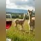 Titelbild zur Veranstaltung Alpaka & Wein